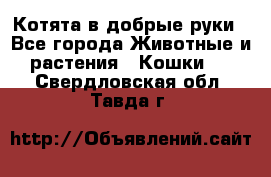 Котята в добрые руки - Все города Животные и растения » Кошки   . Свердловская обл.,Тавда г.